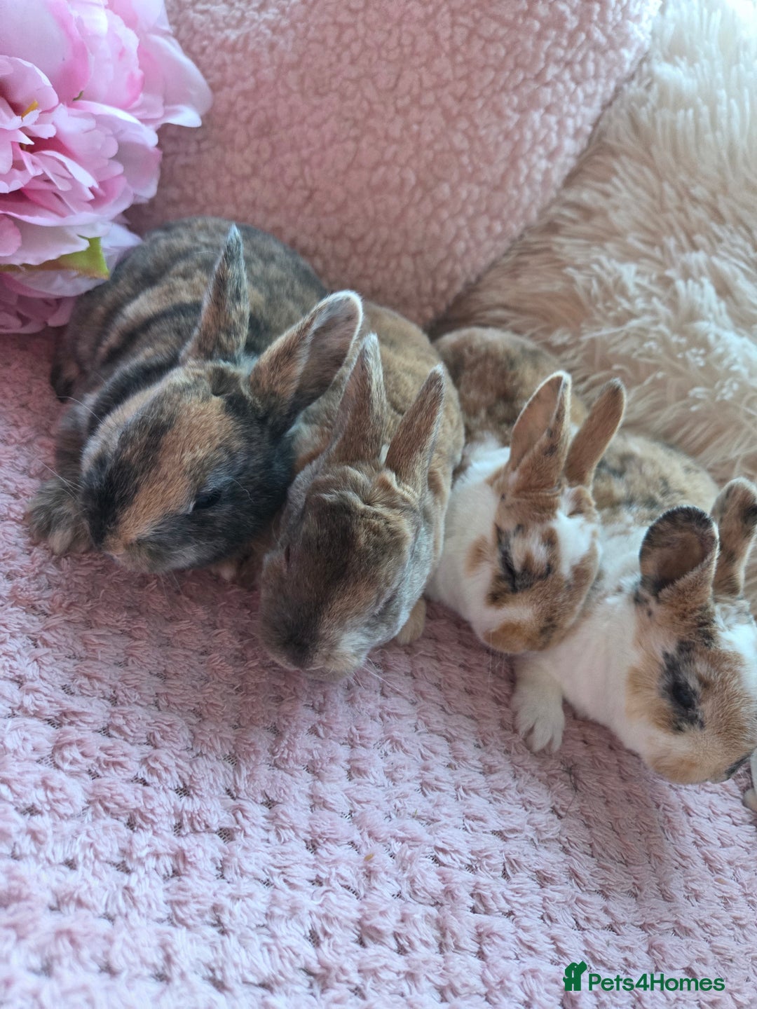 Rex rabbits for sale: 🐰🐰Beautiful baby mini rex 🐰🐰 - Advert 2