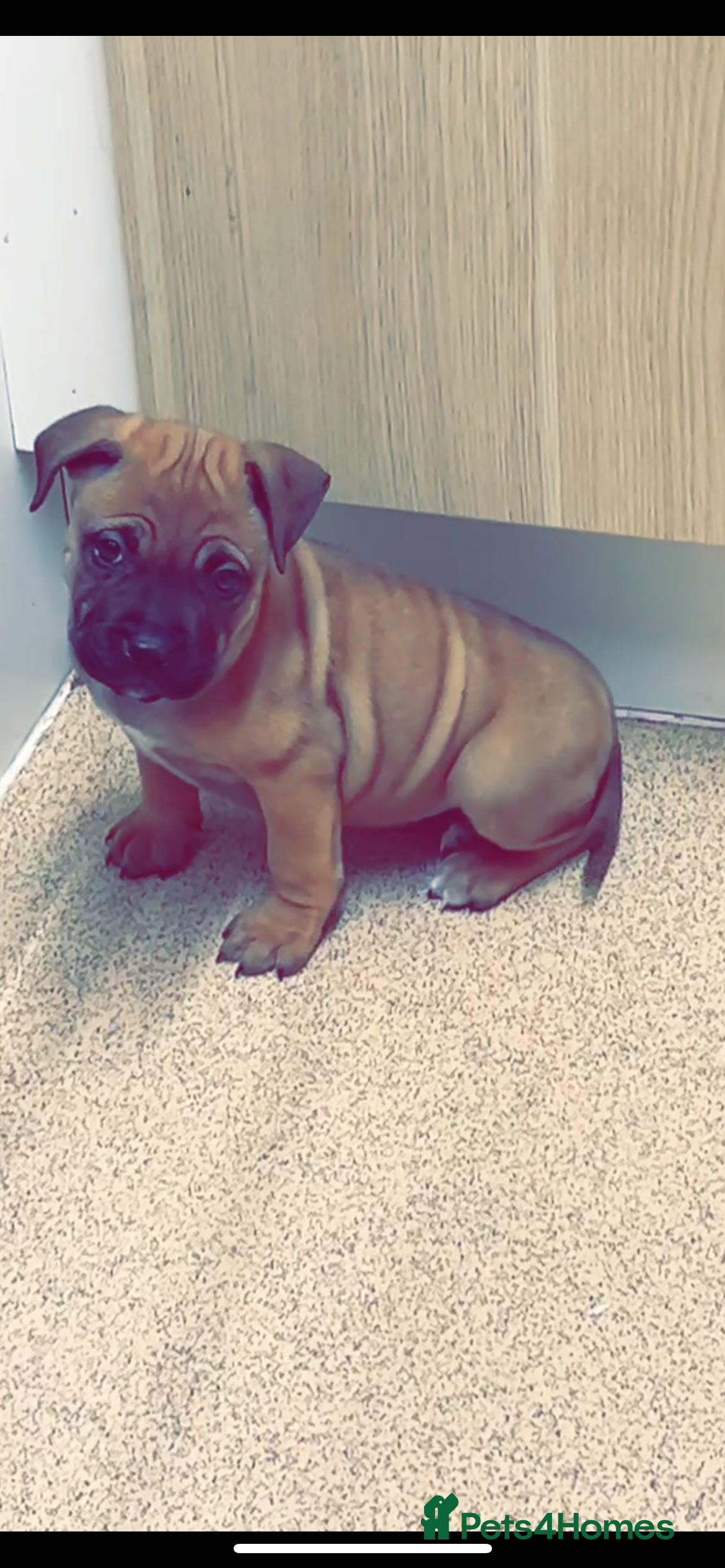 Mixed Breed dogs Mastiff puppies - Advert 2