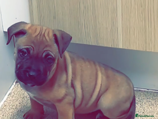 Mixed Breed dogs Mastiff puppies - Advert 5