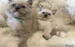 Ragdoll cats for sale: Stunning mink Ragdoll baby! 🩶🐱🩶 - Image 1