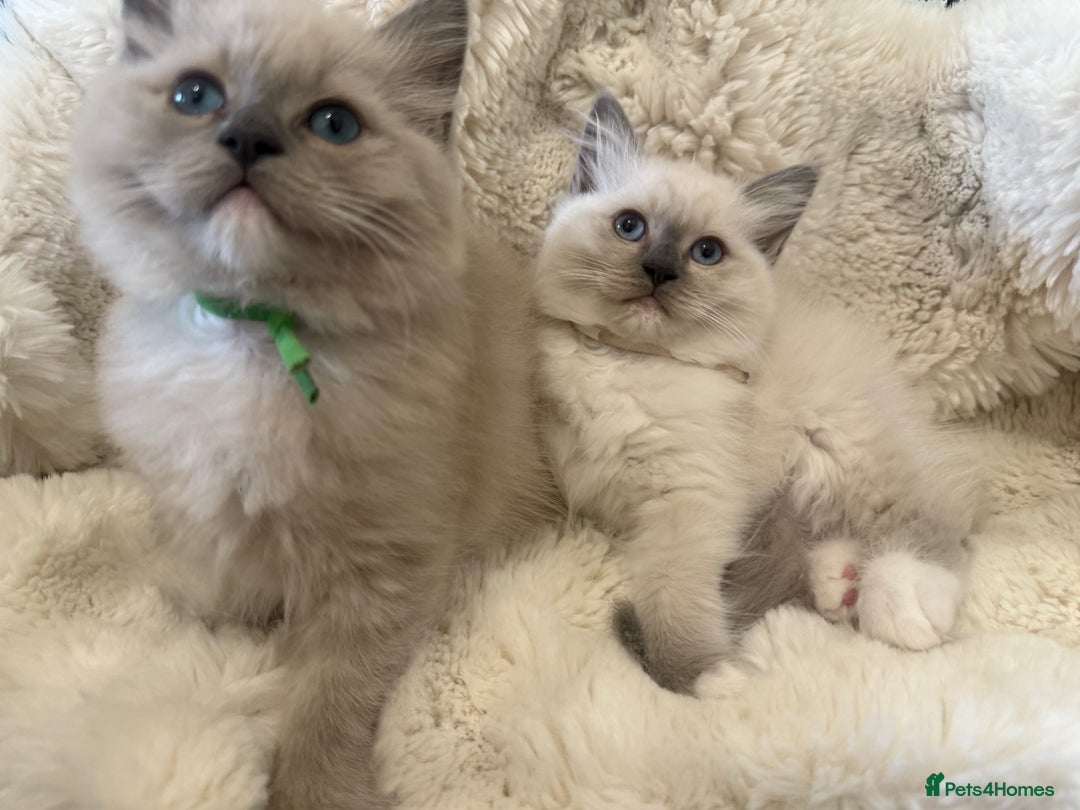 Ragdoll cats for sale: Stunning mink Ragdoll baby! 🩶🐱🩶 - Image 1