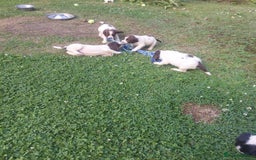 English Springer Spaniel dogs for sale: Springer spaniel pups  - Image 5