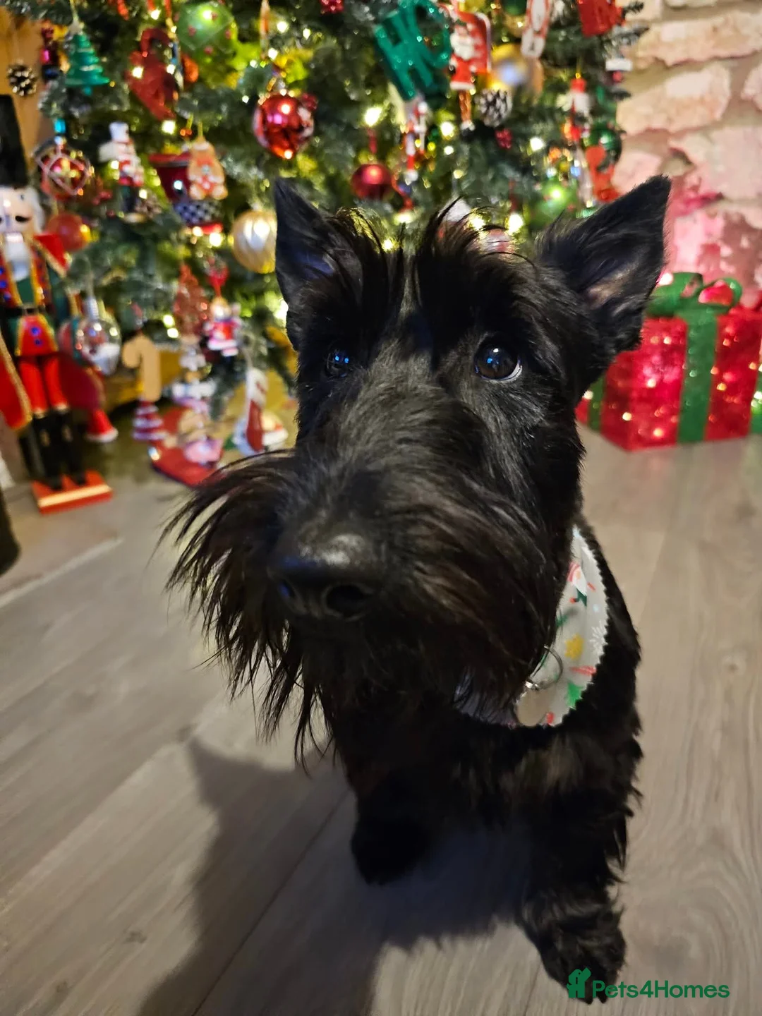 Mixed Breed dogs for sale: Scoland terrier  - Advert 1