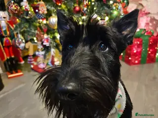 Mixed Breed dogs Scoland terrier - Advert 1