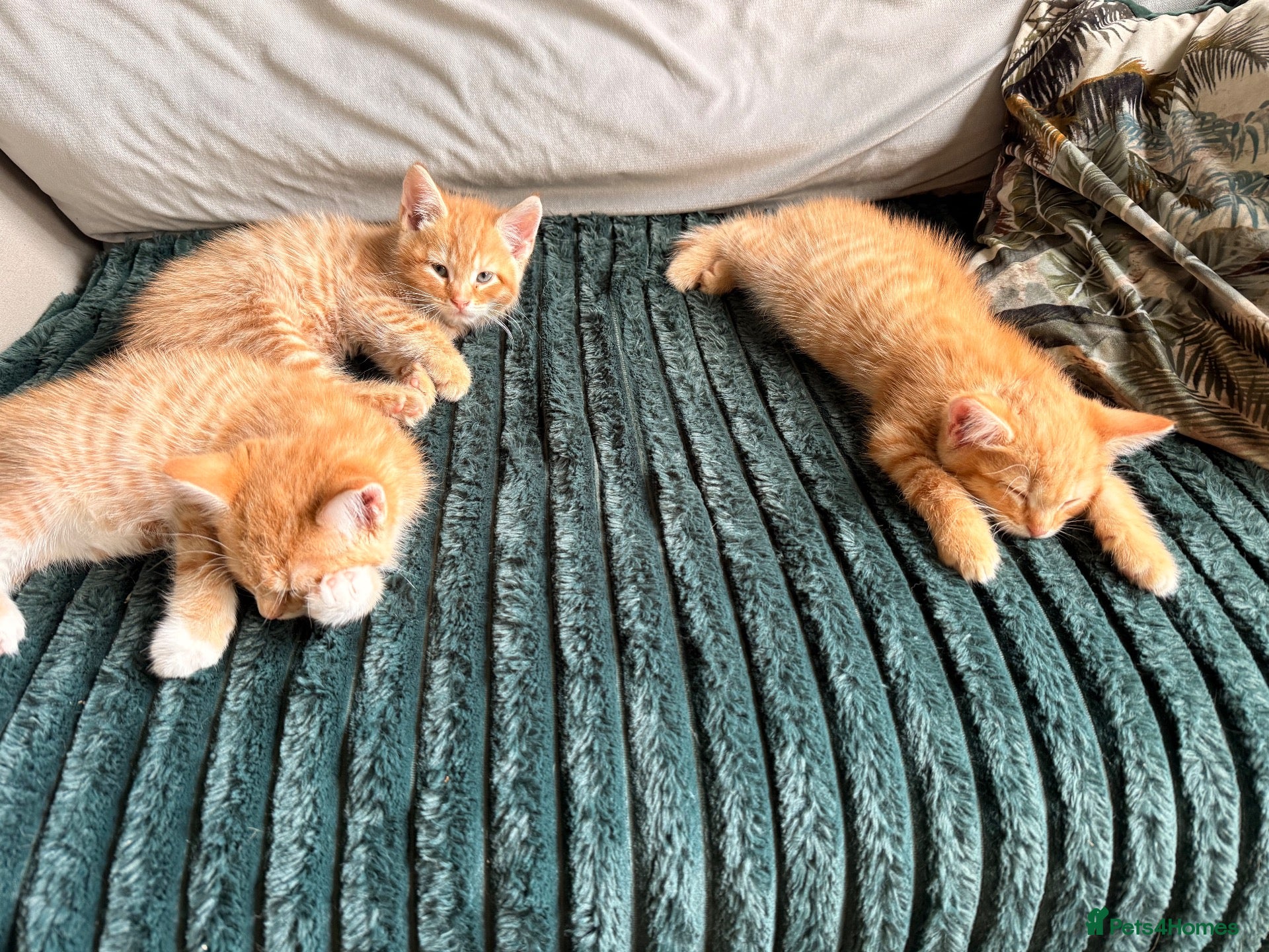 Mixed Breed cats 1 rare ginger female kitten and 2 boys - Advert 6