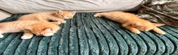 Mixed Breed cats for sale: 1 rare ginger female kitten and 2 boys - Advert 1
