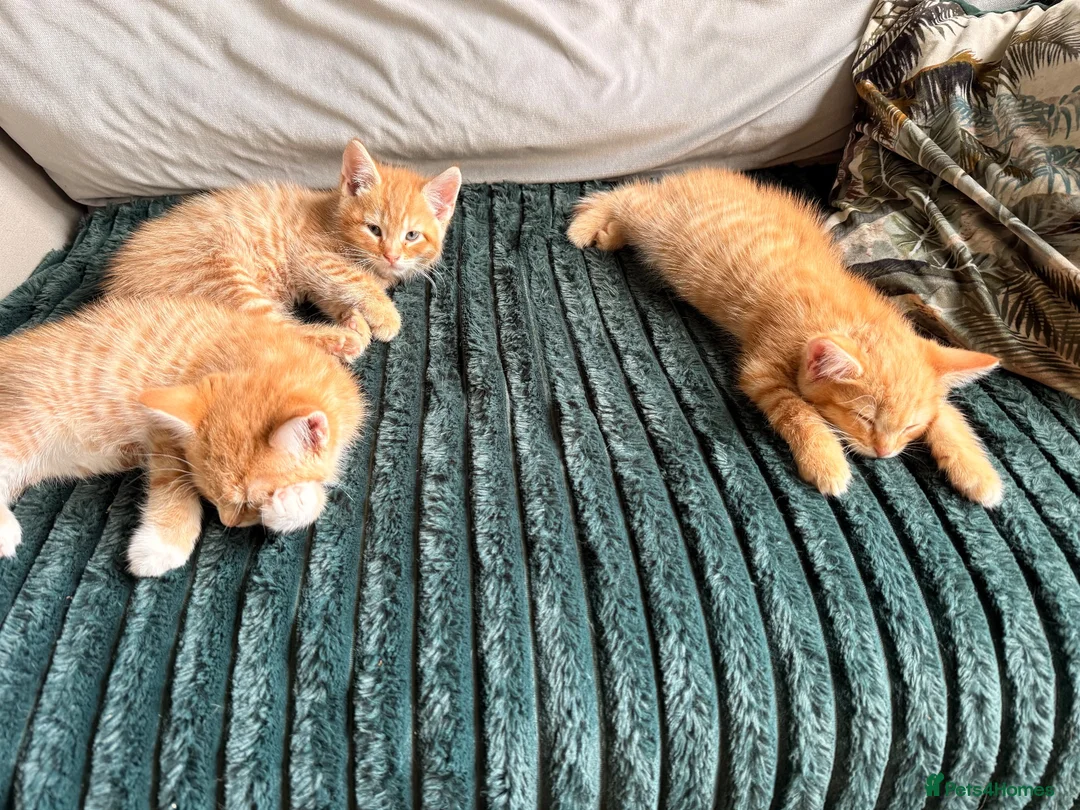 Mixed Breed cats for sale: 1 rare ginger female kitten and 2 boys - Advert 1