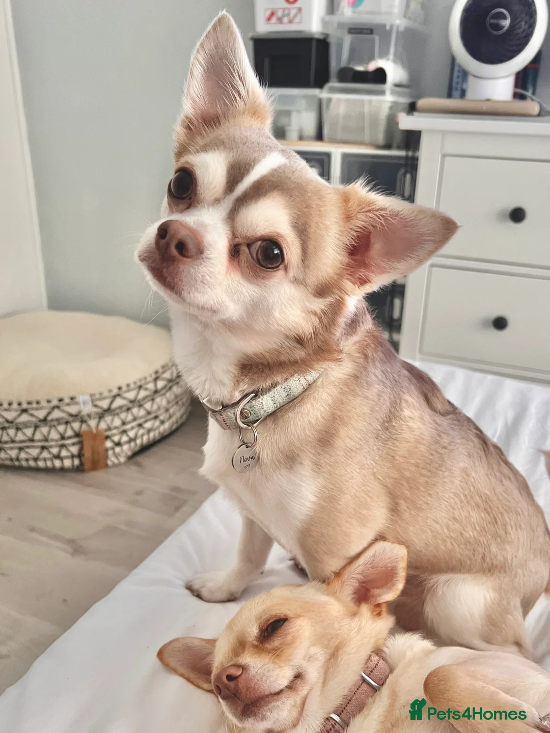 Chihuahua dogs for stud: Unique Chihuahua for Stud 🐾 in Southampton - Advert 6