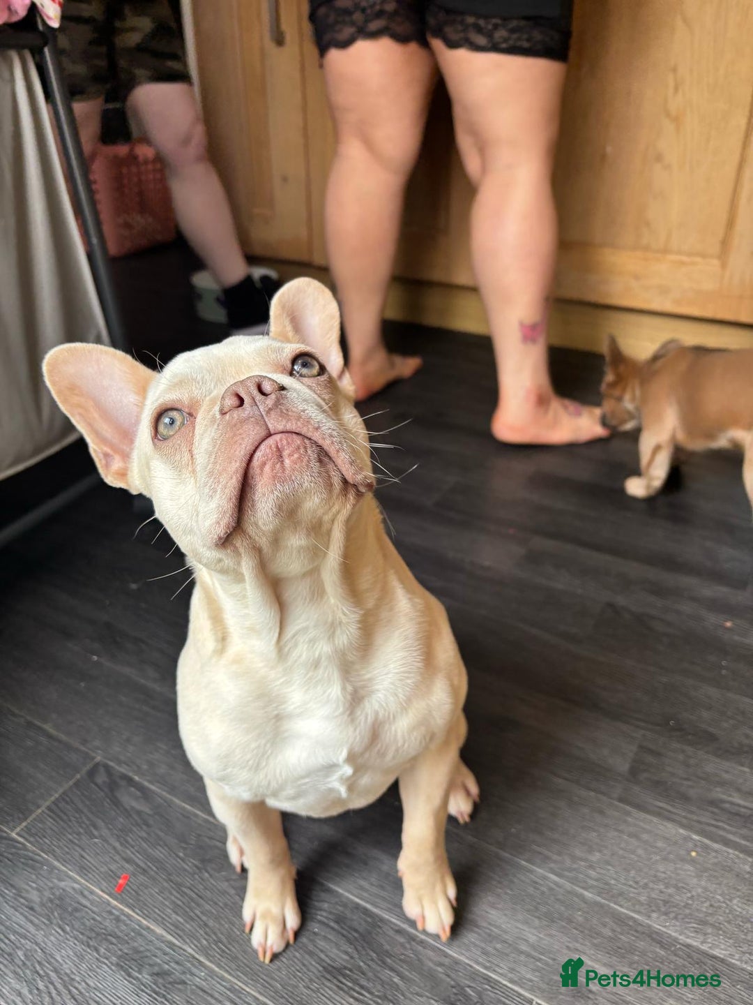 French Bulldog dogs for sale: Platinum French Bulldog, 18 months old - Advert 3