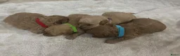 Miniature Poodle dogs for sale: Exquisite KC Registered miniature Poodles  - Advert 22