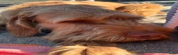 Hungarian Vizsla dogs for sale: Wire haired Hungarian Viszla  - Advert 1