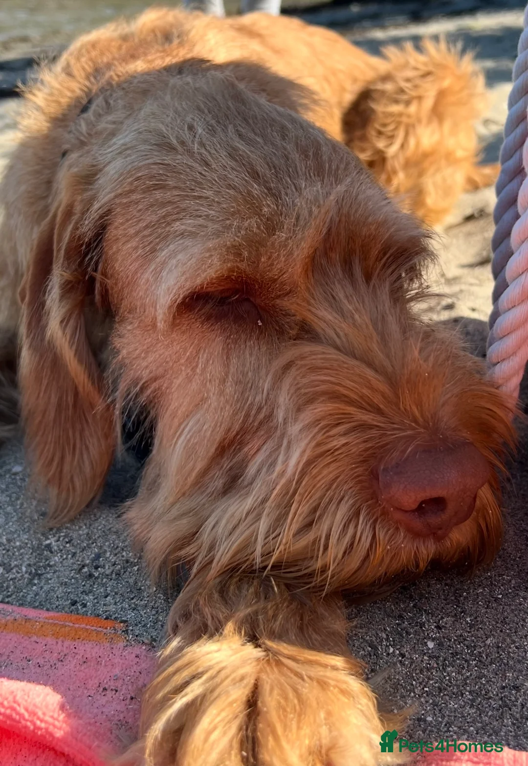 Hungarian Vizsla dogs for sale: Wire haired Hungarian Viszla  - Advert 1