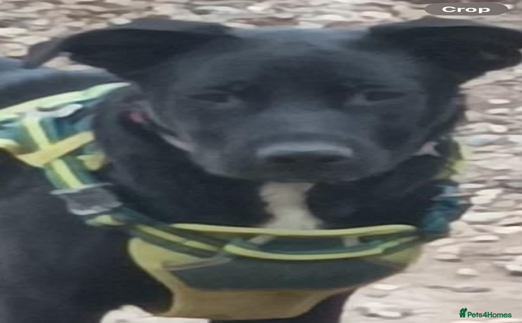 Mixed Breed dogs - Advert 2