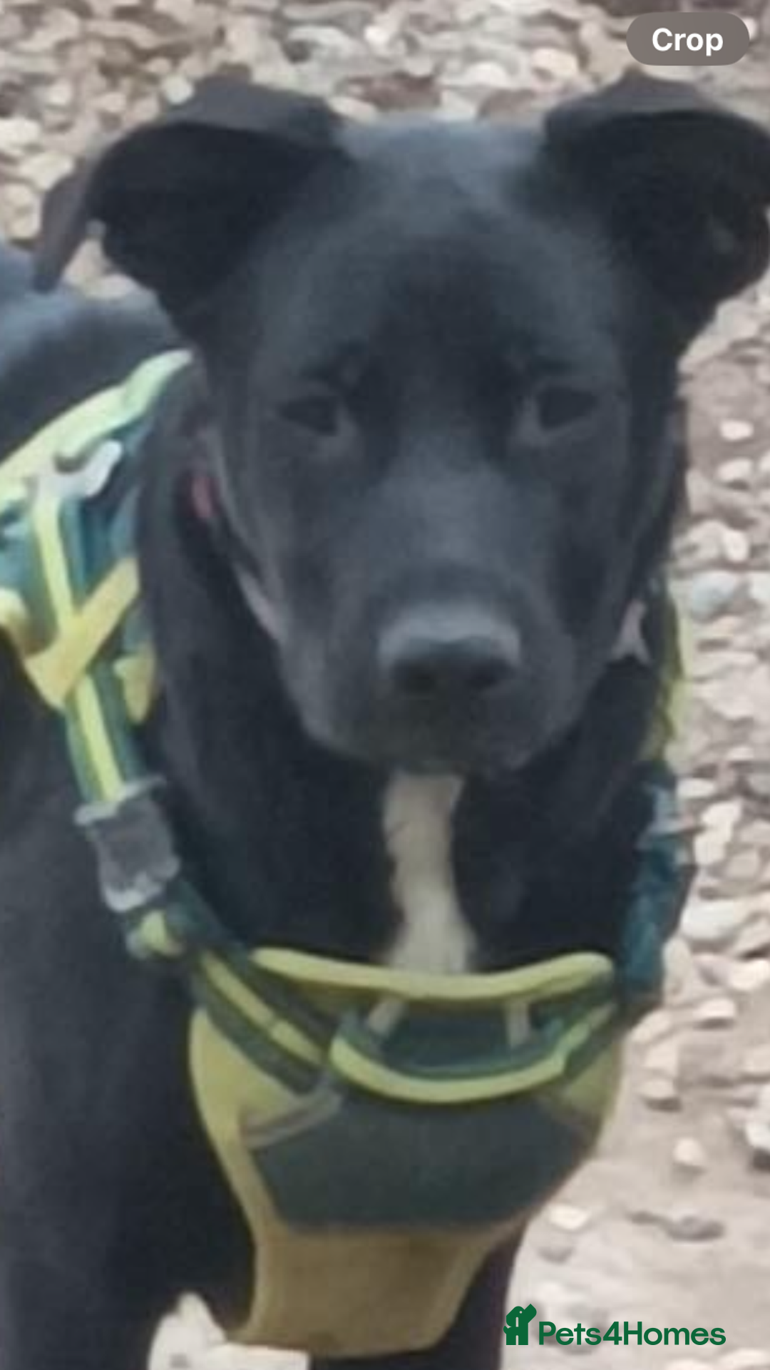 Mixed Breed dogs for sale: Lovely Tara - Image 1
