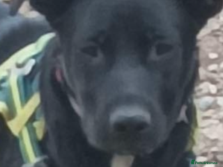 Mixed Breed dogs - Advert 29