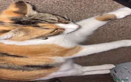 British Longhair cats for sale: Rescue kittens🧡 - Image 3