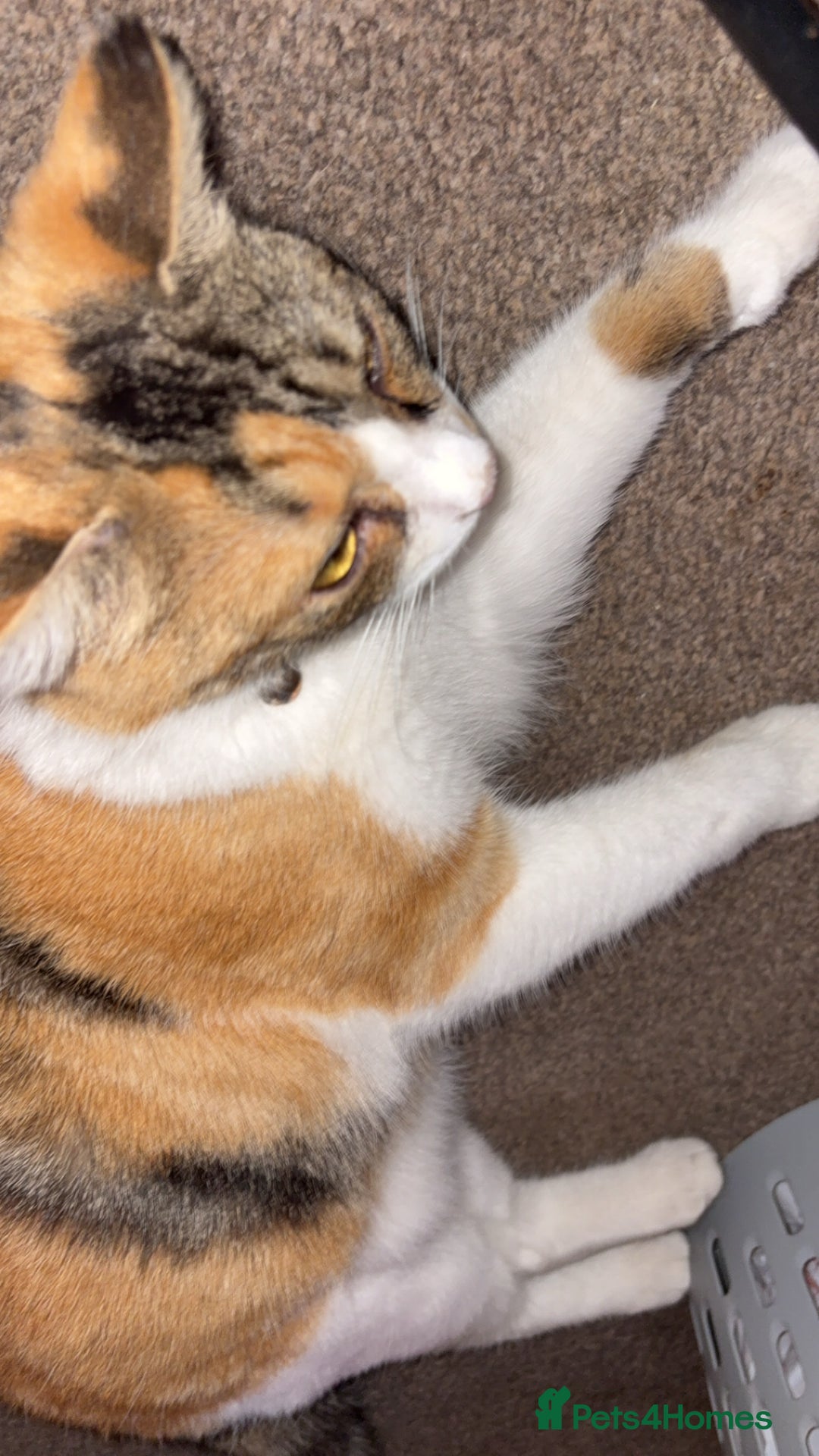British Longhair cats for sale: Rescue kittens🧡 - Image 3