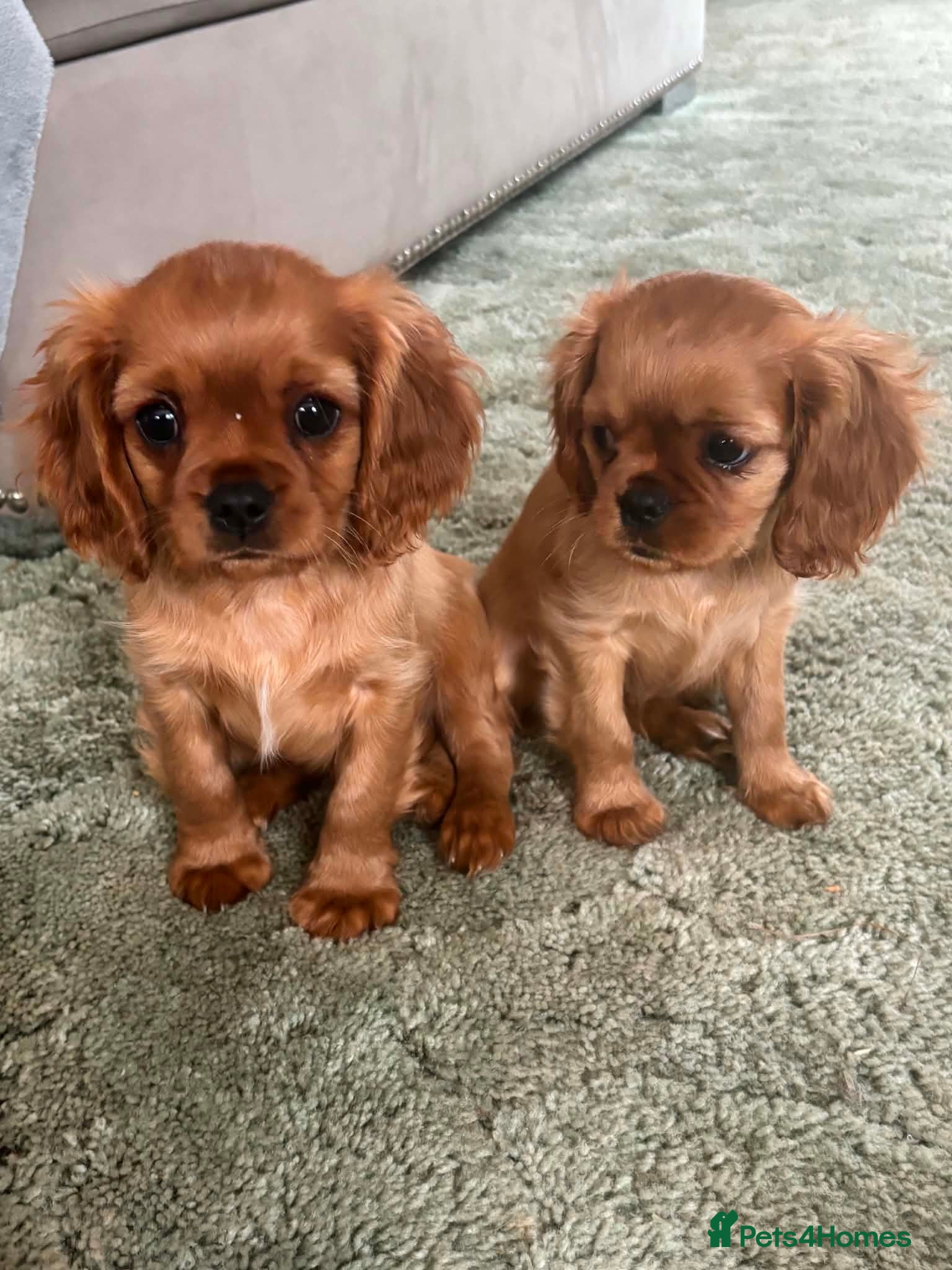 Cavalier King Charles Spaniel dogs Ruby Cavalier King Charles Spaniel Puppy’s  - Advert 1