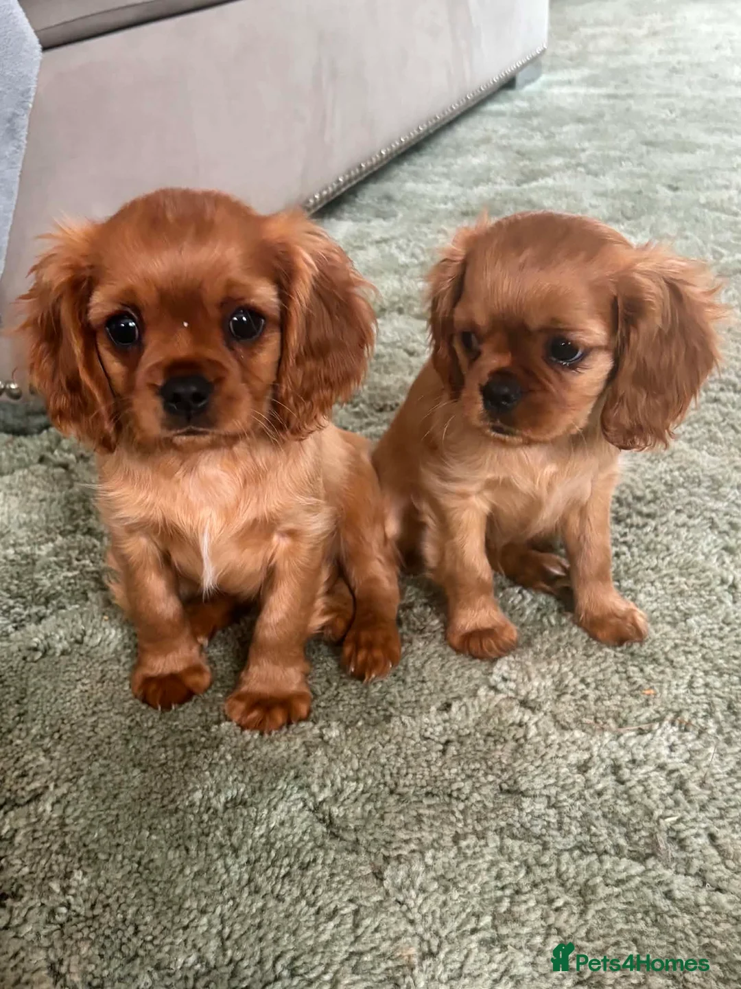 Cavalier King Charles Spaniel dogs for sale: Ruby Cavalier King Charles Spaniel Puppy’s  - Advert 1