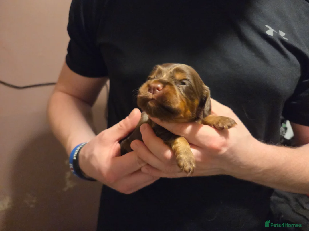 Cocker Spaniel dogs for sale: 8 Beautiful KC Reg Cocker Spaniel Puppies - Advert 15