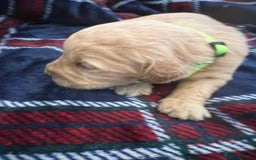 Mini Goldendoodle dogs for sale: 🐾STUNNING F1 MINIATURE GOLDEN DOODLES 🐾 - Advert 11