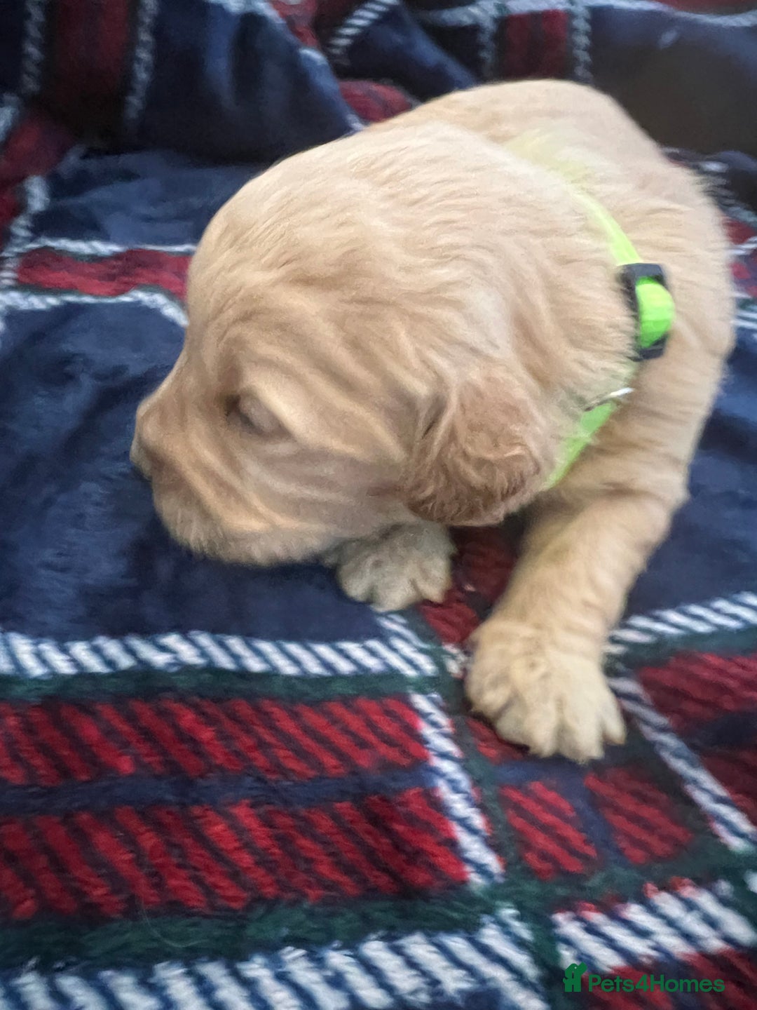 Mini Goldendoodle dogs for sale: 🐾STUNNING F1 MINIATURE GOLDEN DOODLES 🐾 - Advert 11