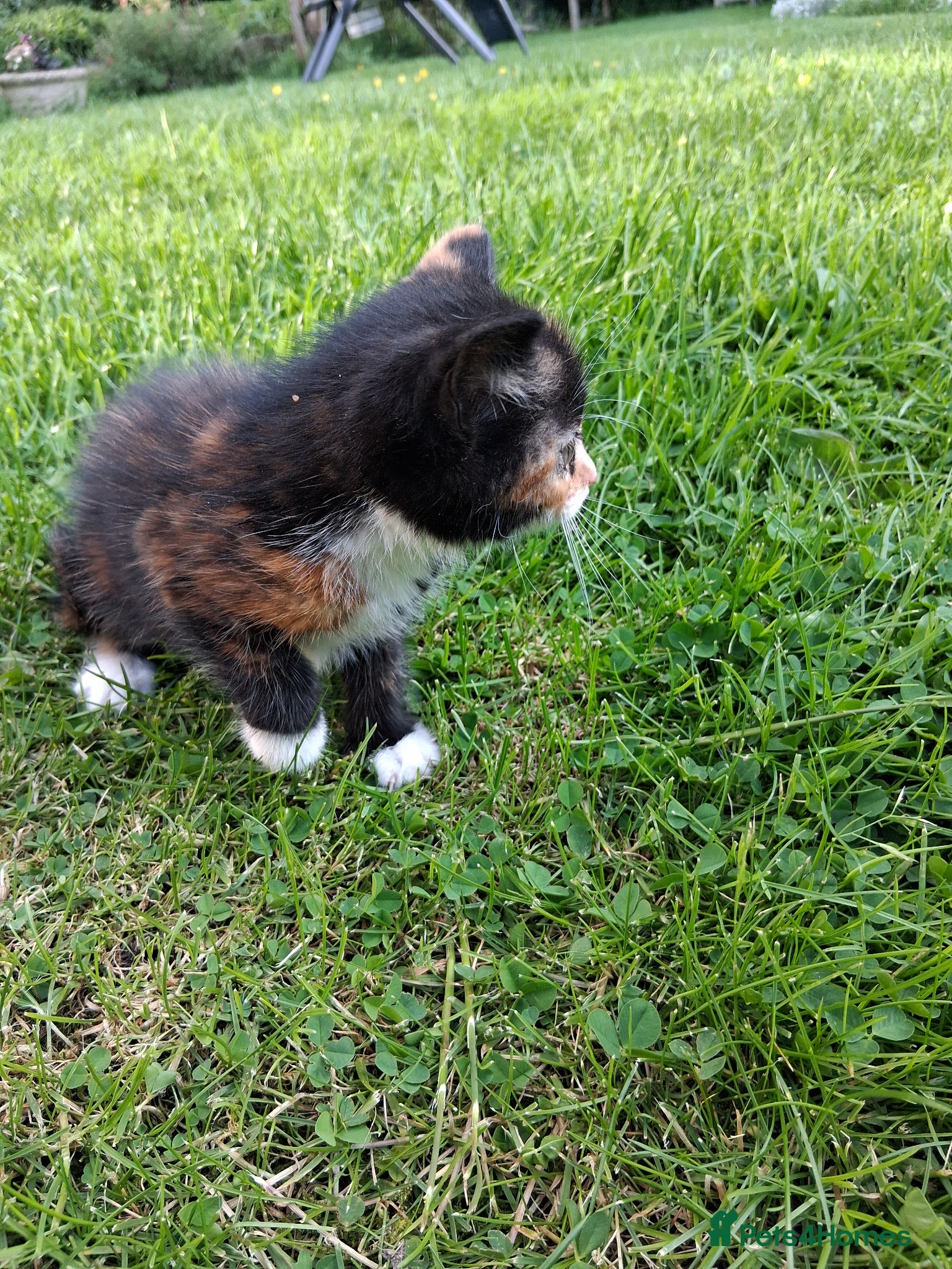 Mixed Breed cats for sale: Lovely kittens various prices  - Advert 7