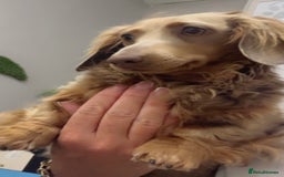 Miniature Dachshund dogs for sale: Stunning miniature long haired Dachshund’s  - Image 7