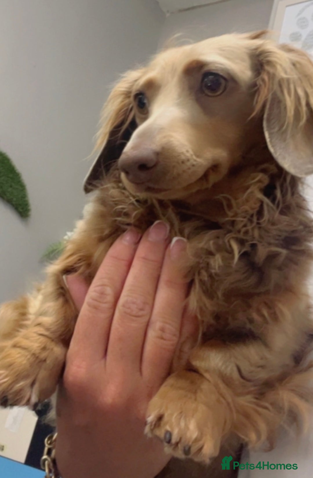 Miniature Dachshund dogs for sale: Stunning miniature long haired Dachshund’s  - Image 7