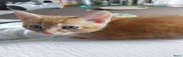 Mixed Breed cats for sale: 8 week old kittens. 2 boys 1 girl - Advert 10