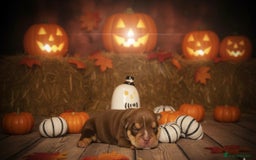 English Bulldog dogs for sale: Merle & choc tri English Bulldogs - Image 3