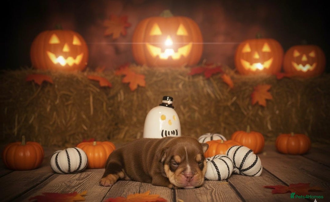 English Bulldog dogs for sale: Merle & choc tri English Bulldogs - Image 3