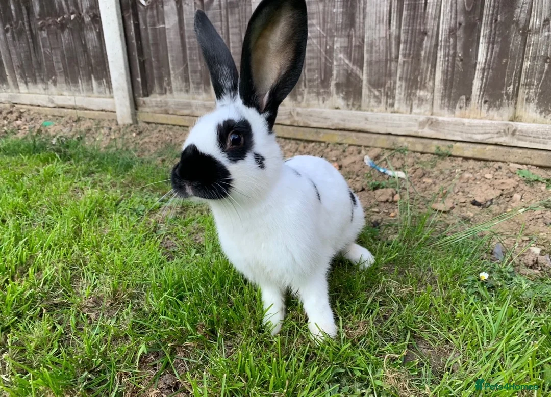 English Spot rabbits for sale: English spot  - Advert 2