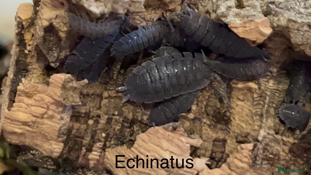 Isopods invertebrates for sale: Isopods for sale - many species available - Advert 7