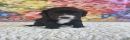 Sproodle dogs for sale: 🐶 Beautiful Sproodle Puppies For Sale 🐶 - Advert 12