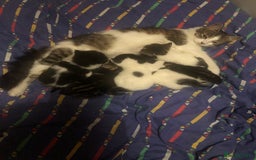Mixed Breed cats for sale: 6 beautiful kittens  - Image 2