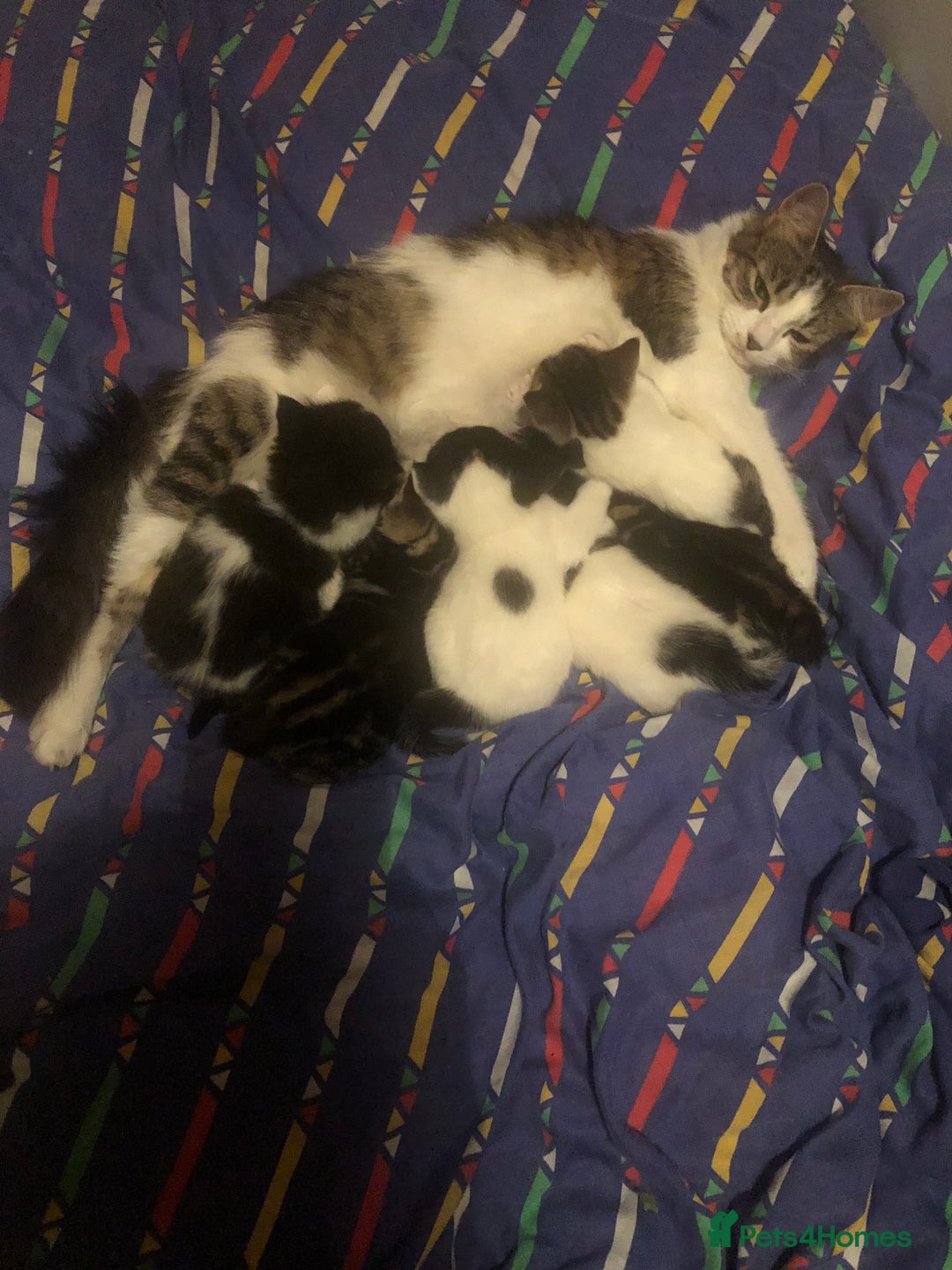 Mixed Breed cats for sale: 6 beautiful kittens  - Image 2