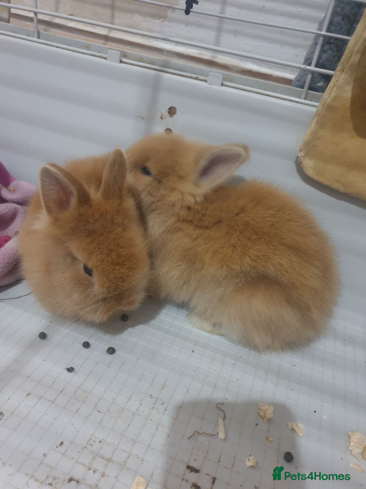 Lionhead rabbits 4 beautiful lionhead rabbits for sale - Advert 18