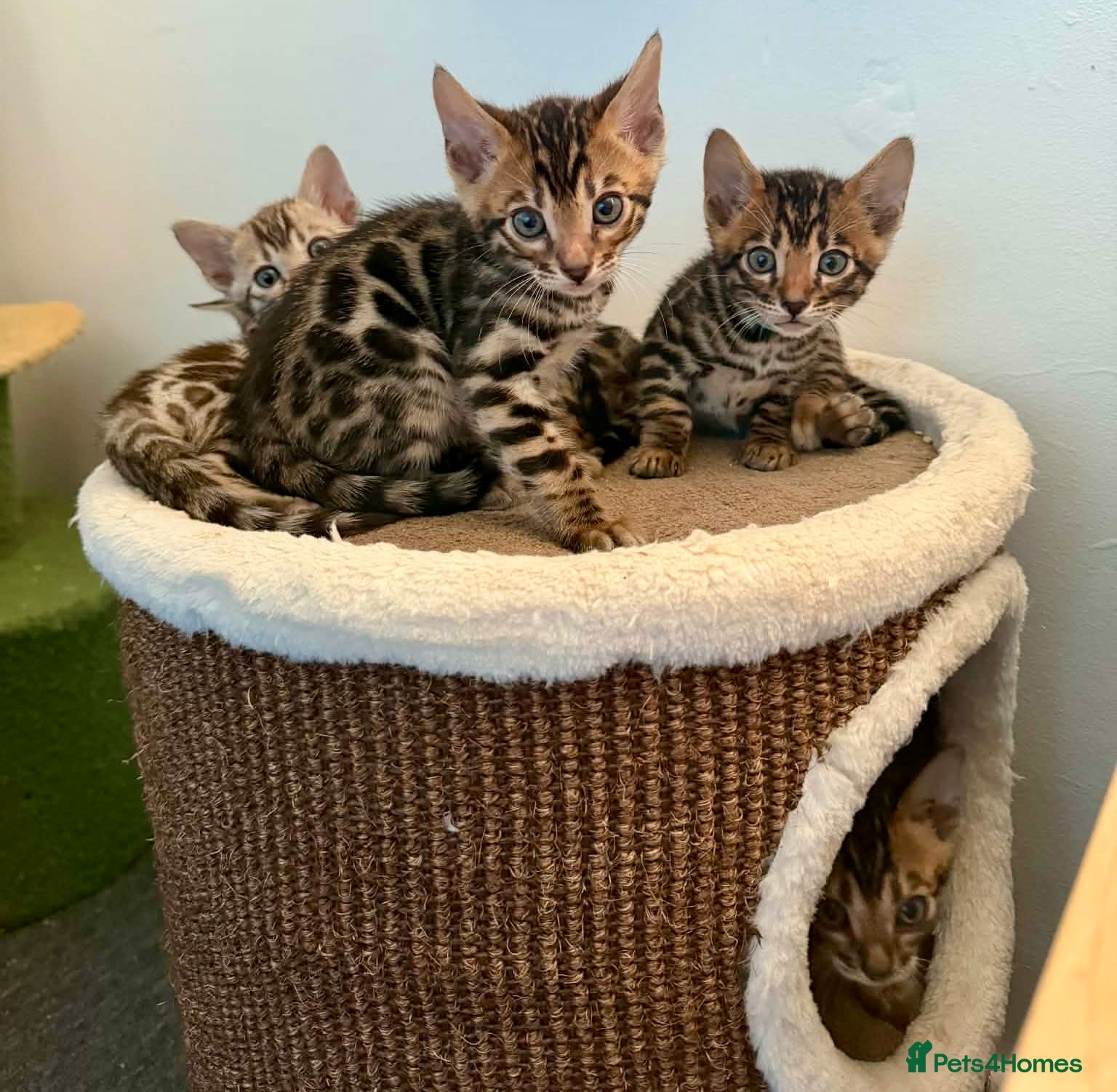 Bengal cats Ready now quality 3 Bengal kittens TICA reg  - Advert 3