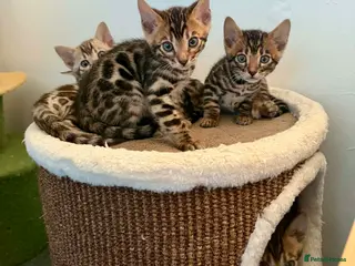 Bengal cats Ready now quality 3 Bengal kittens TICA reg - Advert 6