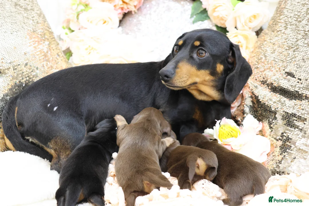 Miniature Dachshund dogs for sale: KC Miniature Dachshund Puppies - Advert 33
