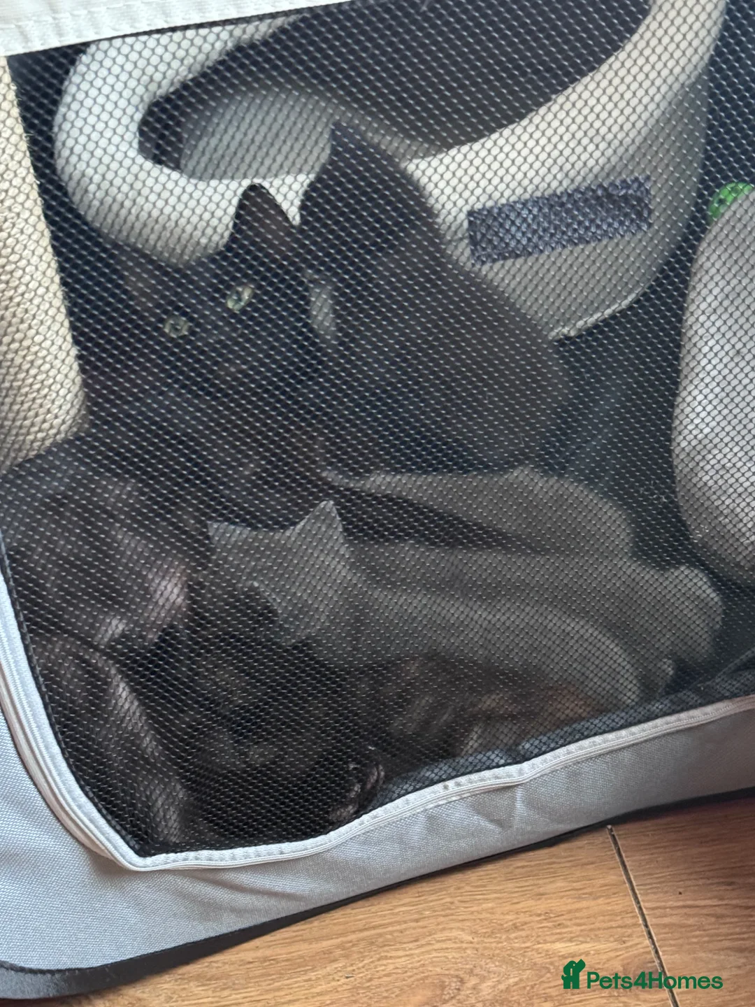 British Shorthair cats for sale: Grey British short hair  - Advert 1