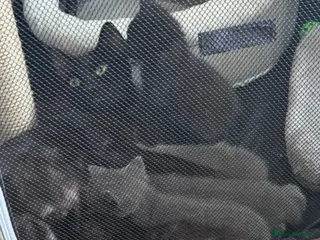 British Shorthair cats Grey British short hair - Advert 3