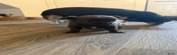 Chihuahua dogs for sale: Long haired Blue chihuahua boy - Advert 4
