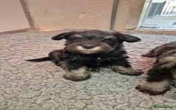 Miniature Schnauzer dogs for sale: KC mini Schnauzer  - Image 6
