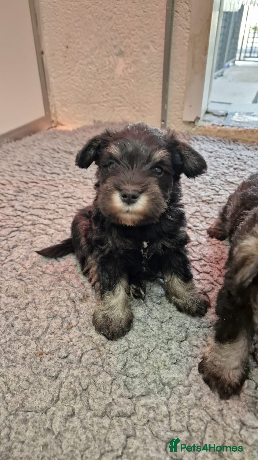 Miniature Schnauzer dogs for sale: KC mini Schnauzer  - Image 6