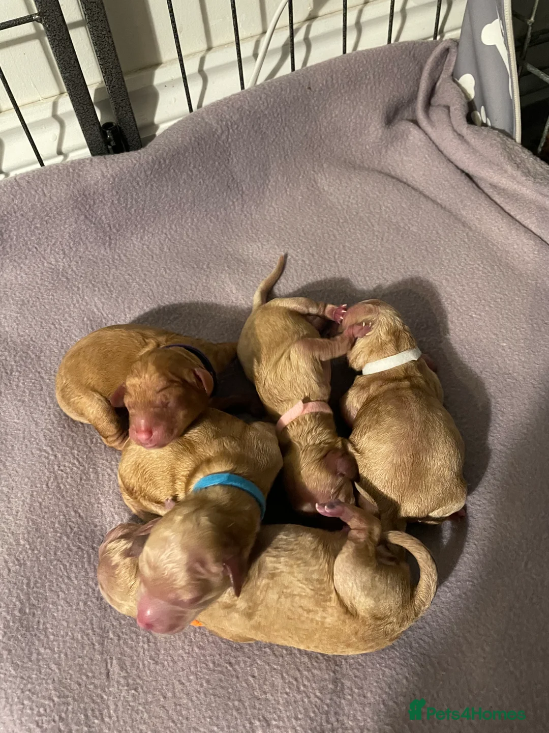 Poodle dogs for stud: FOR STUD Moyen Poodle (proven)  in Northampton - Advert 7