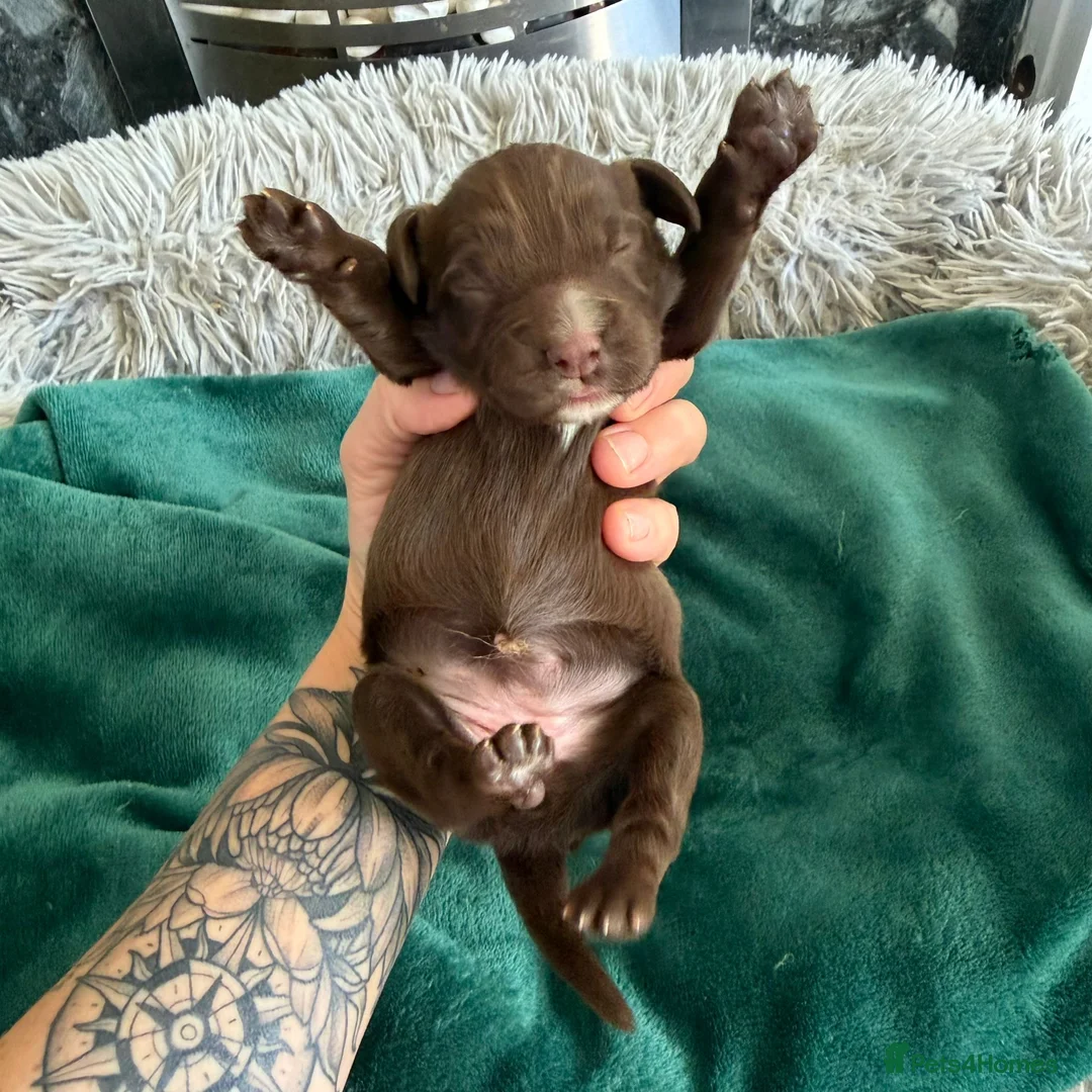 Cocker Spaniel dogs for sale: Chocolate spaniels  - Advert 6