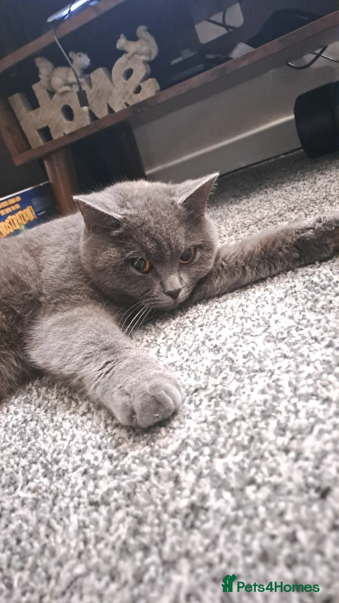 Mixed Breed cats for sale: Mixed breed British Shorthair Kittens - Advert 2