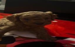 Cavapoo dogs for sale: Cavapoo - Advert 4